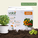 DIY Edamame Grow Kit