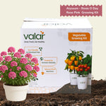 DIY Alyssum - Rosie O Day Rose Pink Grow Kit