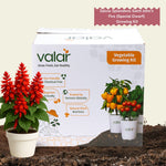 DIY Salvia Splendens Saint John's Fire (Special Dwarf) Grow Kit