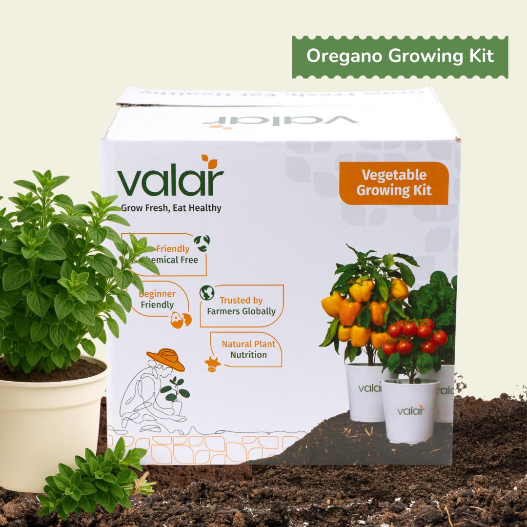 DIY Organic Oregano Grow Kit