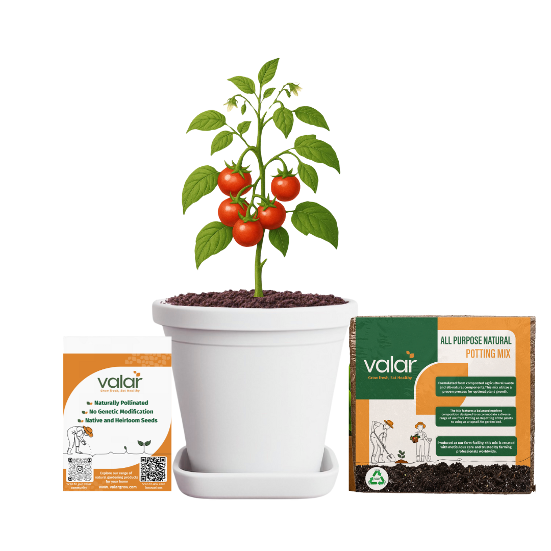 Cherry Tomato Seeds + 100% Organic All Purpose Potting Mix perfect for home gardening (5 litres)