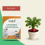 Organic Red Radish