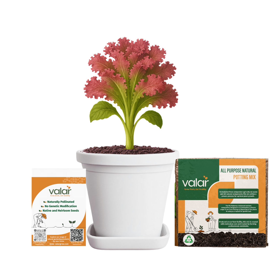 Lettuce Lola Rosa Seeds + 100% Organic All Purpose Potting Mix perfect for home gardening (5 litres)