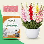 Pack of 5 Gladiolus Bulbs (Pink, Yellow, White, Red, Bi-Colour)