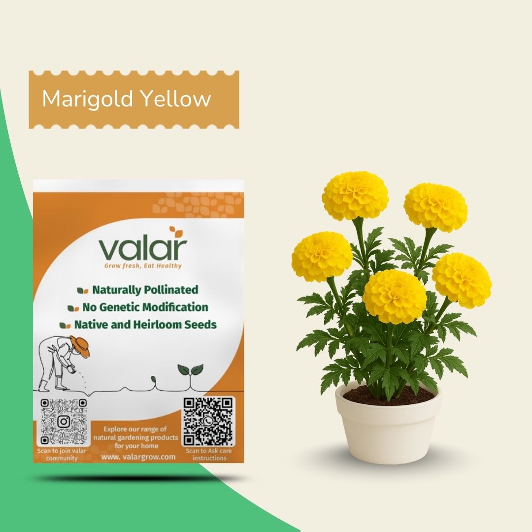 organic marigold seeds Valar Marigold Yellow Seeds – Non‑GMO Open‑Pollinated , Organic