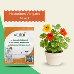 Nasturitum Varigated Mixed Seeds