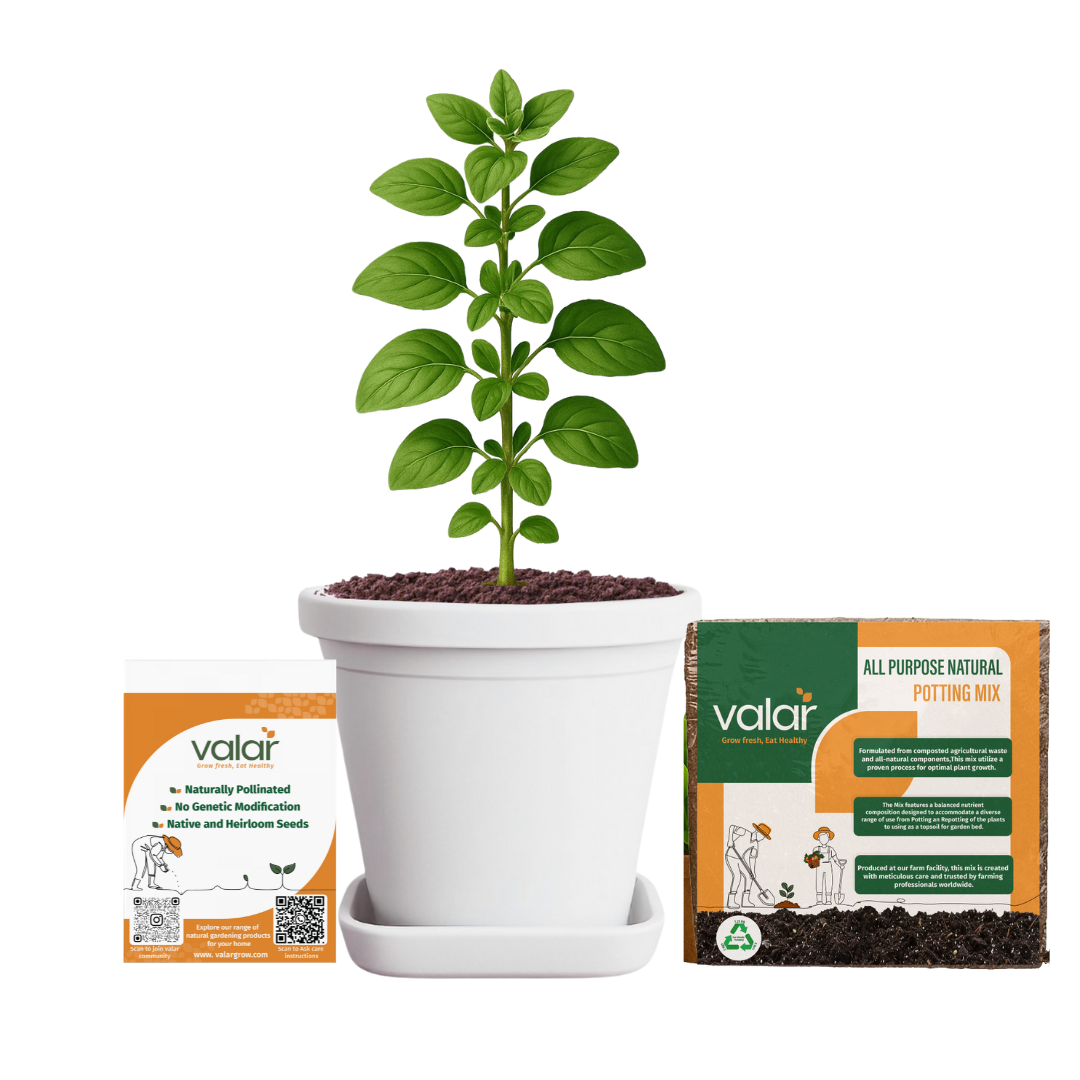Oregano Seeds + 100% Organic All Purpose Potting Mix perfect for home gardening (5 litres)