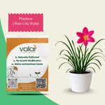 Play Kew (Rain Lilly Bulb)