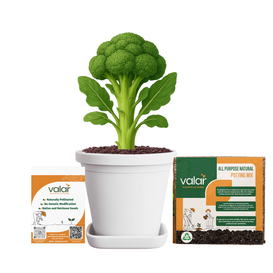 Broccoli Seeds + 100% Organic All Purpose Potting Mix perfect for home gardening (5 litres)