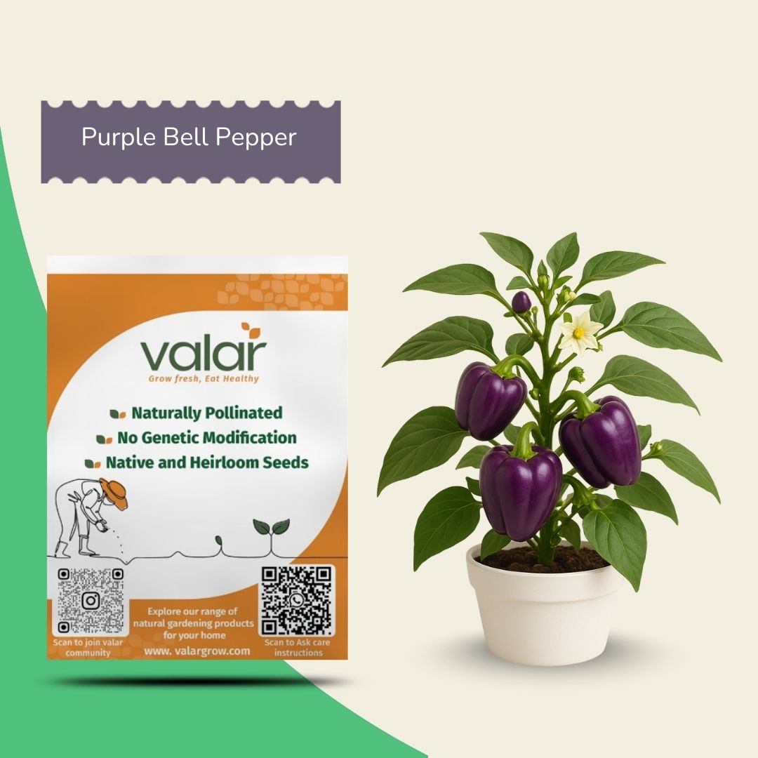 Valar Purple Bell Pepper Seeds – Non‑GMO Open‑Pollinated , Organic