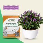 Organic Purple Kandhari Chilli