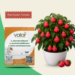 Organic Red Oyster Tomato