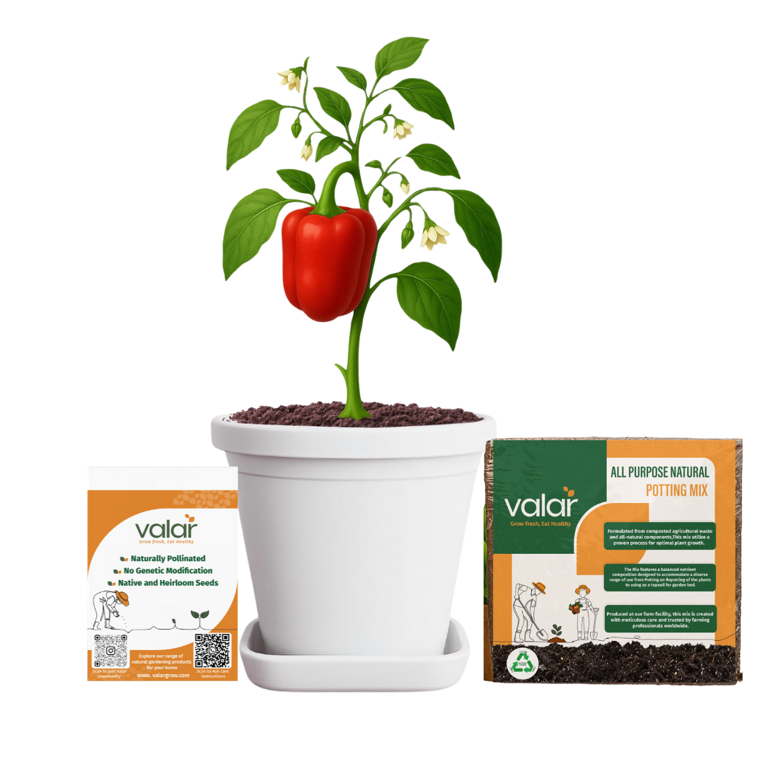Red Bell Pepper Seeds + 100% Organic All Purpose Potting Mix perfect for home gardening (5 litres)