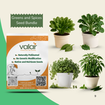 Daily Greens & Spice Seeds Bundle (Spinach, Coriander, Green Chili and Kale)