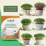 6-in-1 Microgreen Seed Bundle (Broccoli, Methi, Mustard, Pea Shoot, Beetroot, & White Radish)