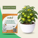 Green Zebra Tomato Seeds