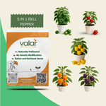 Pepper 5-in-1 Seed Bundle (Capsicum, Red, Yellow, Orange & Purple Bell Pepper.)