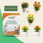 Marigold 5-in- 1 Seed Bundle. (Yellow, Orange, Red Brocade, Yellow Round Ball Kolkotta & Orange Round Ball Kolkotta.)
