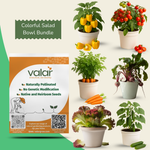 Colorful Salad Bowl Bundle (Cherry Tomato, Yellow Bell Pepper, Carrot, Cucumber, Beetroot & Lettuce Lola Rosa)