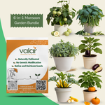 6-in-1 Monsoon Garden Bundle (Pumpkin, Yellow Zucchini, French Beans, Brinjal, Methi, & Apple Gourd)