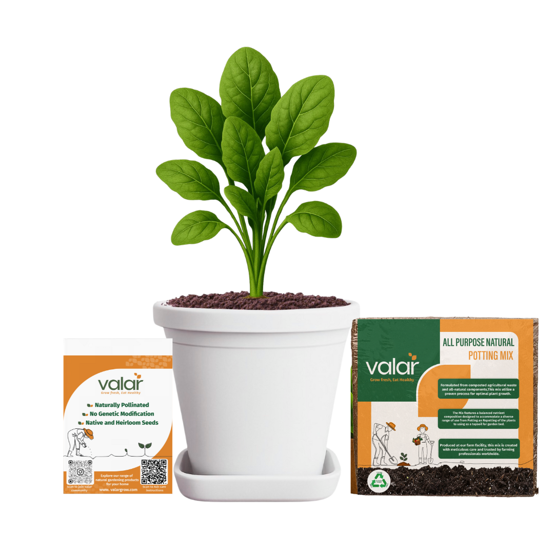 Spinach seeds + 100% Organic All Purpose Potting Mix perfect for your home gardening needs (5 litres)