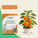 Organic Orange Bell Pepper