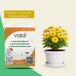 Coreopsis - Lanceolata Double Sunburst Seeds