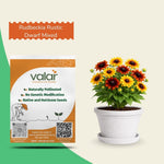 Rudbeckia Rustic Dwarf Mixed Seeds