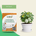 Organic Ash Gourd Seeds