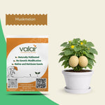 Organic Muskmelon Seeds