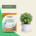 Organic Watermelon Seeds