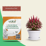 Organic Amaranthus Red Seeds