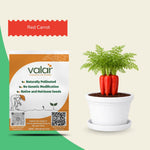 Organic Red Carrot Seeds