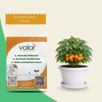 Organic Sun Gold Cherry Tomato Seeds