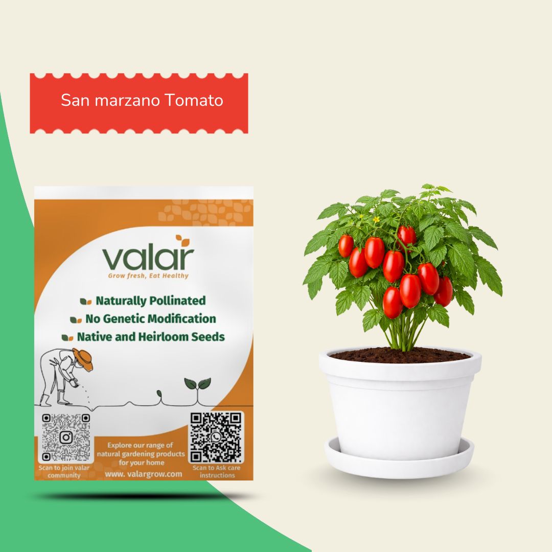 organic non gmo seeds and plants Valar San marzano Tomato |Organic, Non-GMO Seeds for Home & Terrace Gardening – Valar Grow