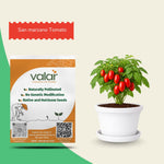 Heirloom San Marzano Tomato Seeds (Italian - Less acidic)