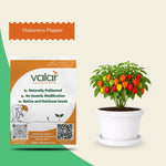 Yellow Habanero Pepper (Mexican) Seeds