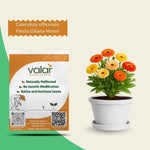 Calendula Mixed Seeds