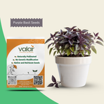 Organic Purple Basil Seeds