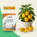 Organic Yellow Bell Pepper Seeds