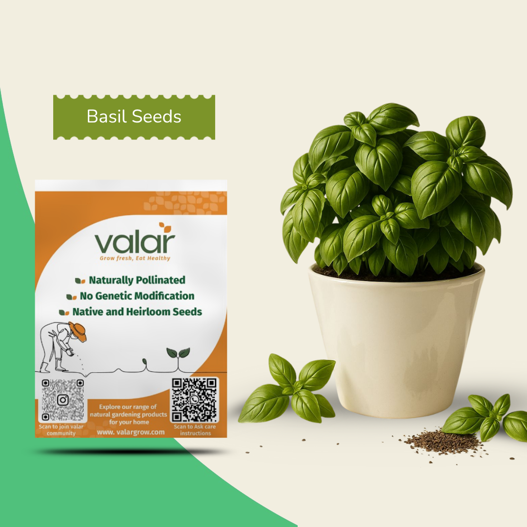 basil seeds planting instructions Valar Basil Seeds – Non‑GMO Organic