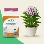 Sweet William Seeds