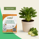 Organic Pakchoi Seeds