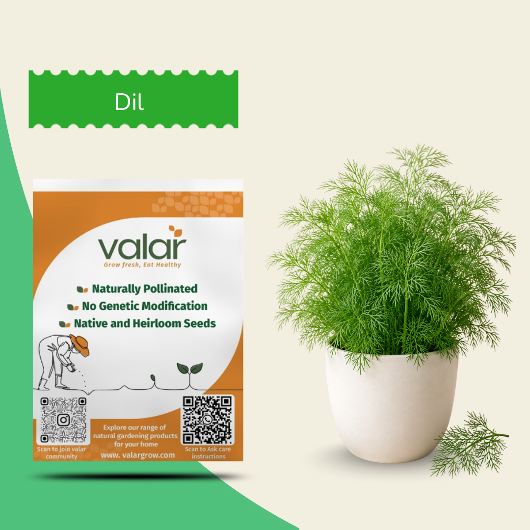 Organic Dill Seeds