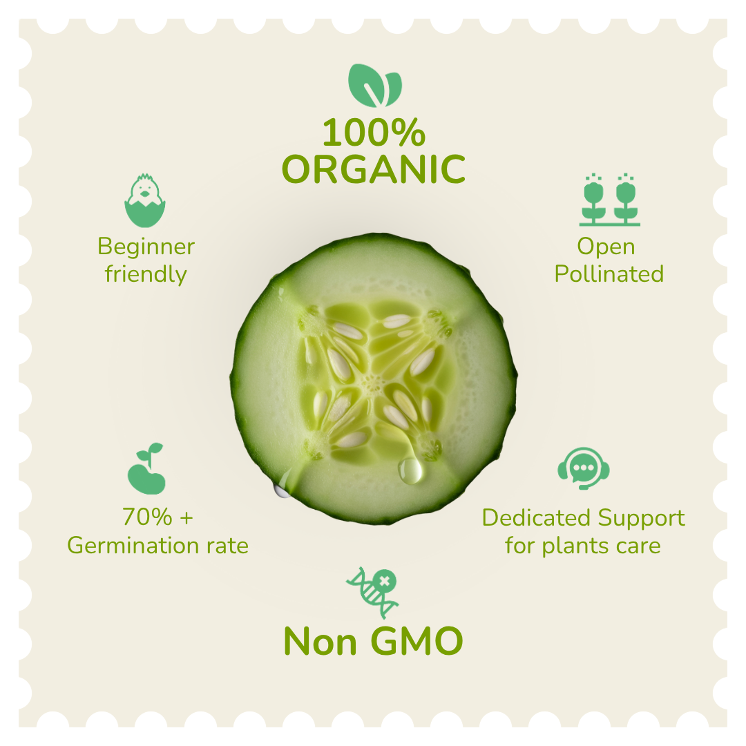 Organic Cucumber Seeds