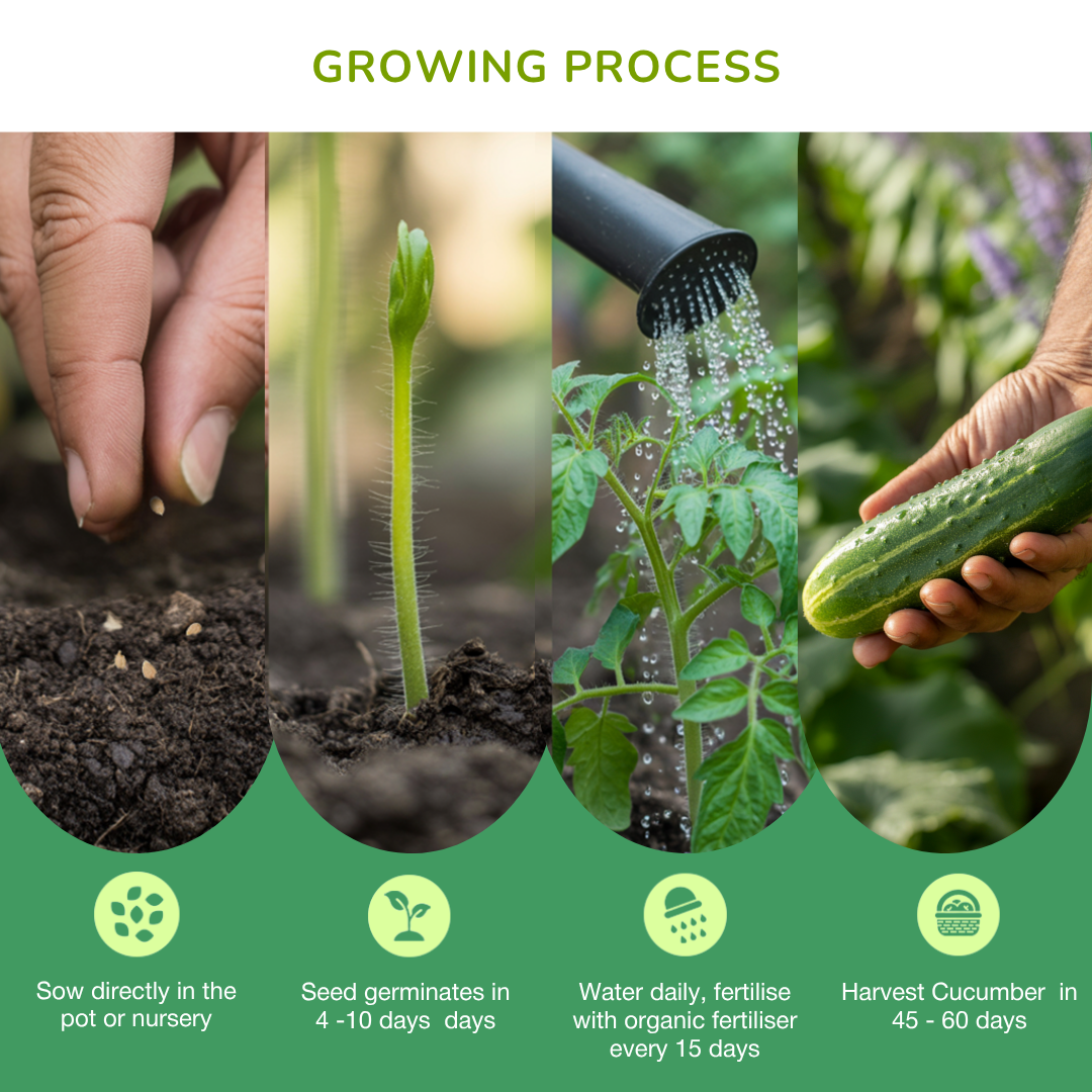 Organic Cucumber Seeds
