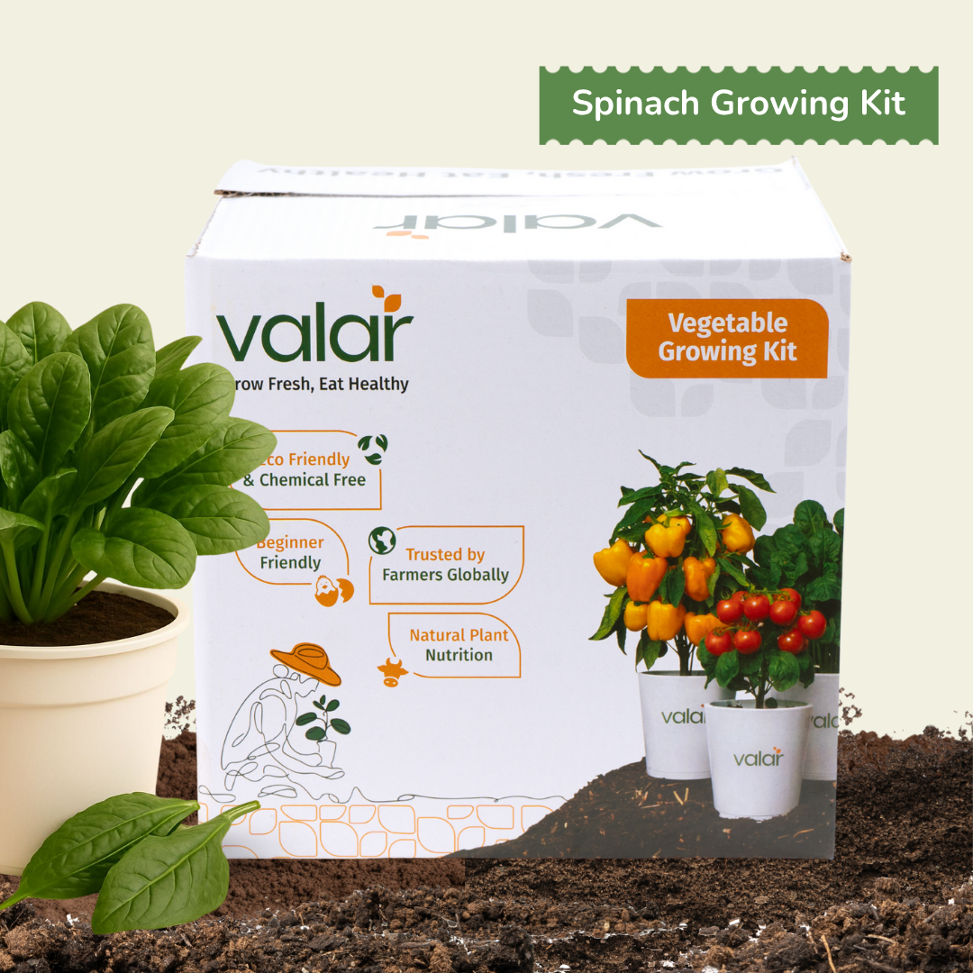 DIY Organic Spinach Grow Kit