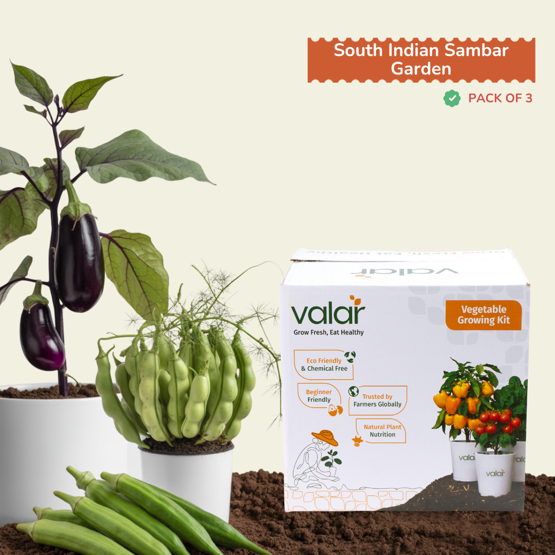 🌿 South Indian Sambar Garden Kit