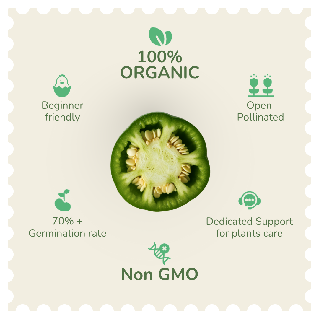 Organic Green Long Chilli Seeds