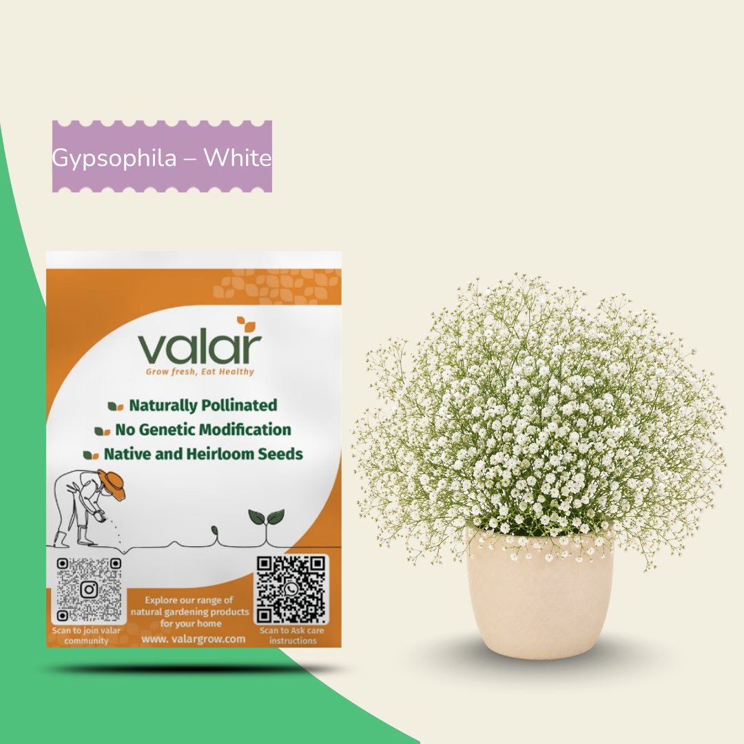 Gypsophila White Seeds
